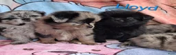 Kruising honden te koop: Prachtig Shiranian F1 pup reu shih tzu x pomeriaan - Advertentie 15