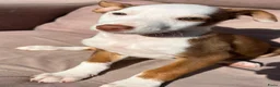 Kruising honden ter adoptie: Amy wat een schatje   ze zoekt een baasje  - Advertentie 9