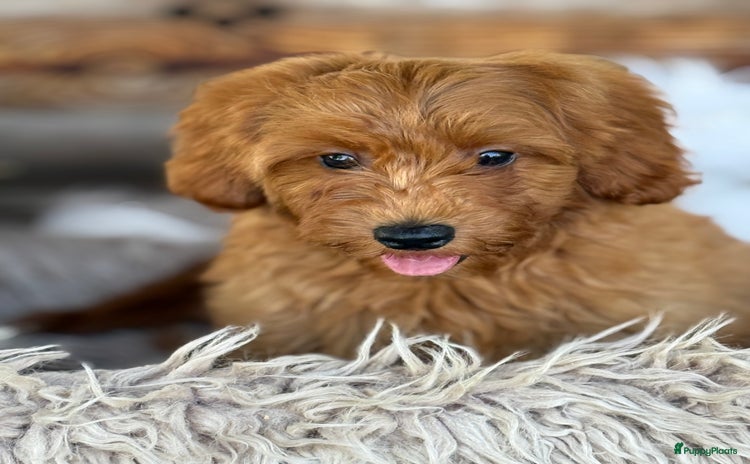 Labradoodle honden - Advertentie 1