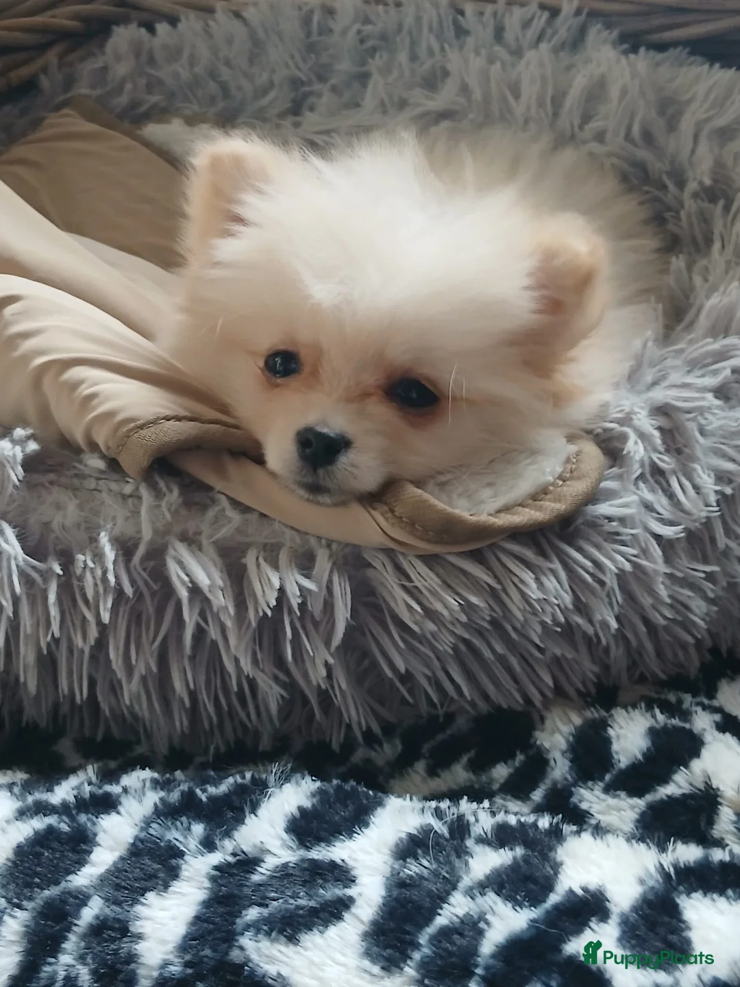 Pomchi honden te koop: Prachtig pomchi teefje - Advertentie 8