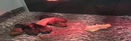 Labradoodle honden te koop: Prachtige labradoodles  - Advertentie 4