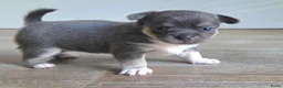 Chihuahua honden te koop: Prachtige blau grijze Chihuahua pup - Advertentie 2