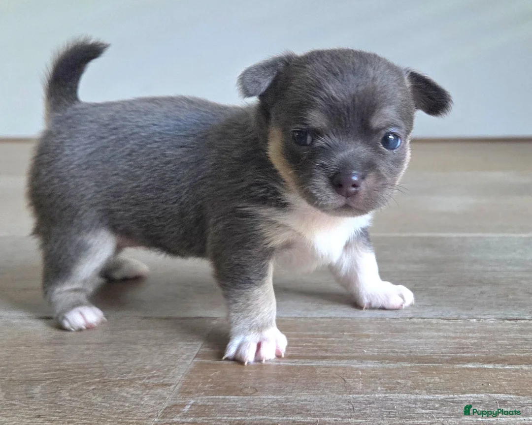 Chihuahua honden te koop: Prachtige blau grijze Chihuahua pup - Advertentie 2