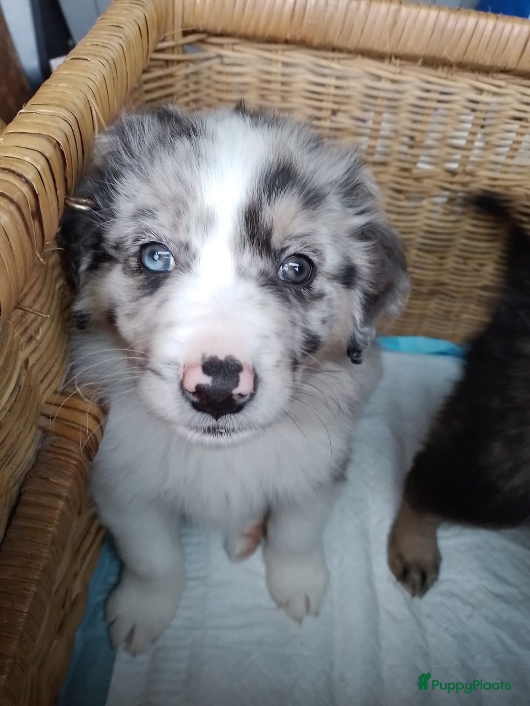 Kruising honden te koop: Mooie pups  mogen weg in de week van 27 november - Advertentie 19