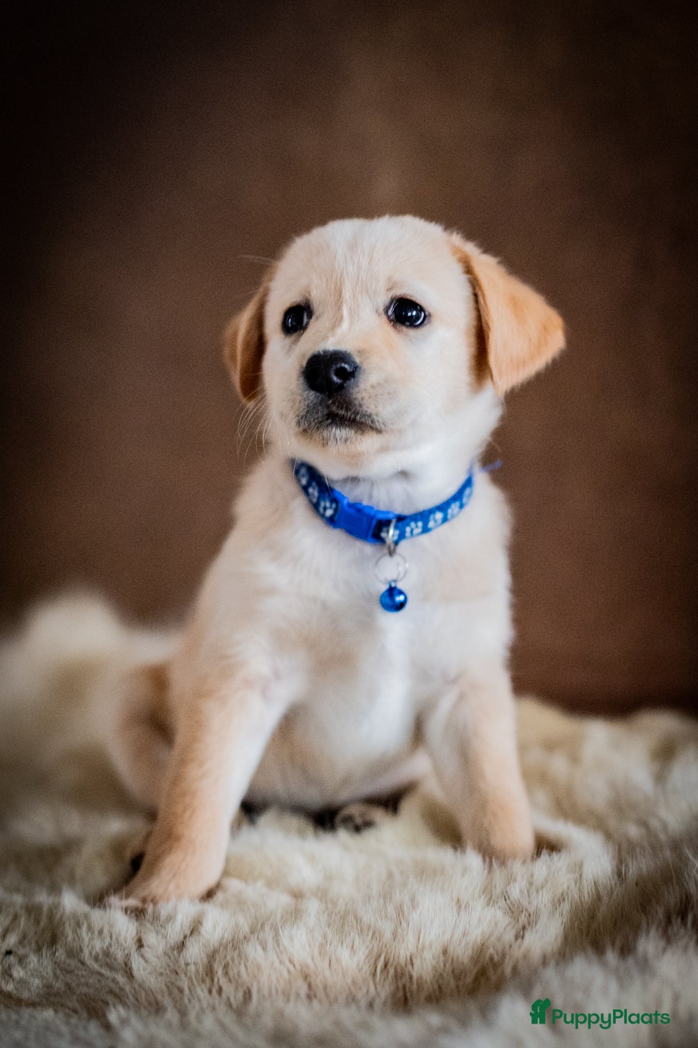 Kruising honden Aussiedor pups (Australian Shepherd x Labrador) - Advertentie 6