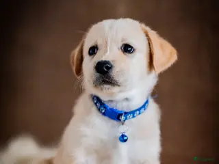 Kruising honden Aussiedor pups (Australian Shepherd x Labrador) - Advertentie 6