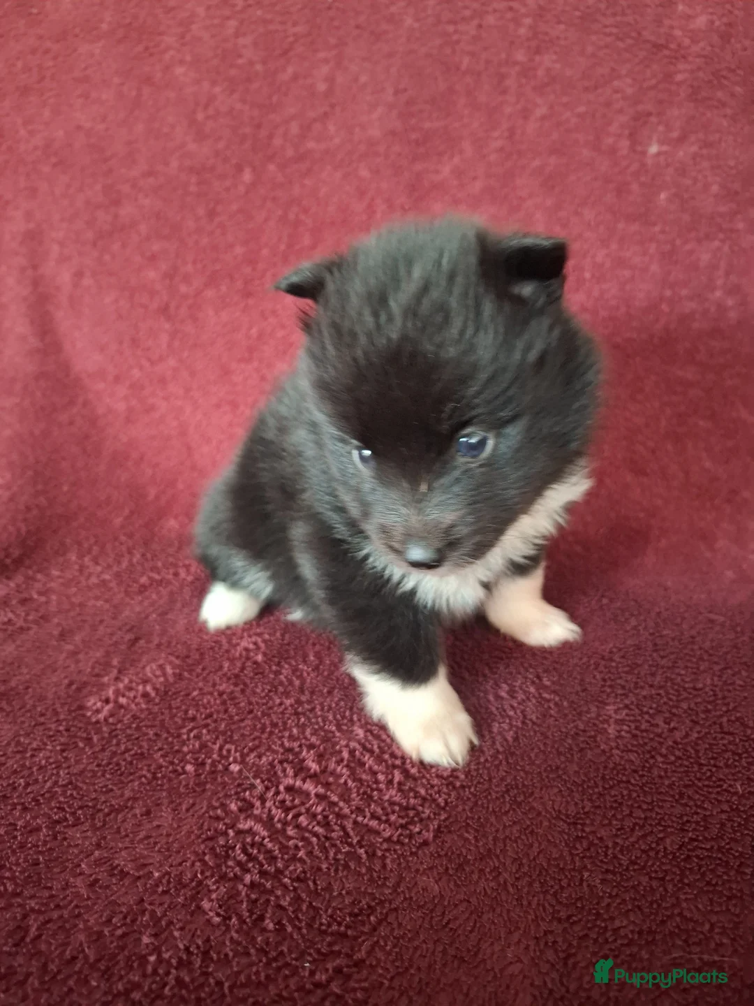 Pomsky honden te koop: 5 pomsky pups - Advertentie 27