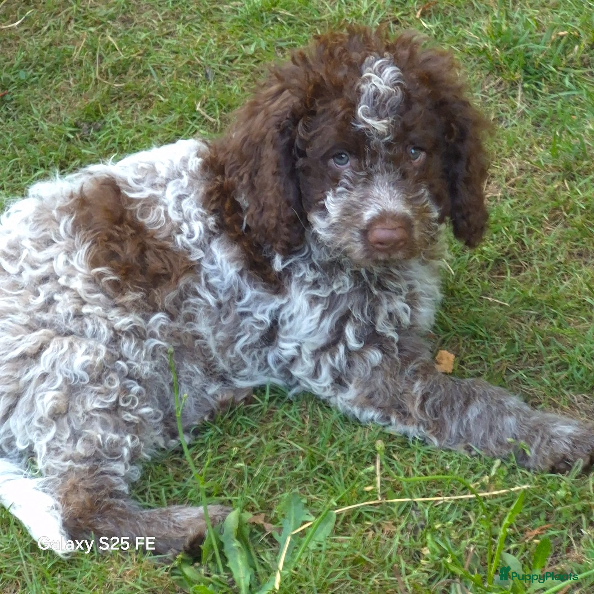 Lagotto Romagnolo honden Italiaanse waterpuppy's - Advertentie 2