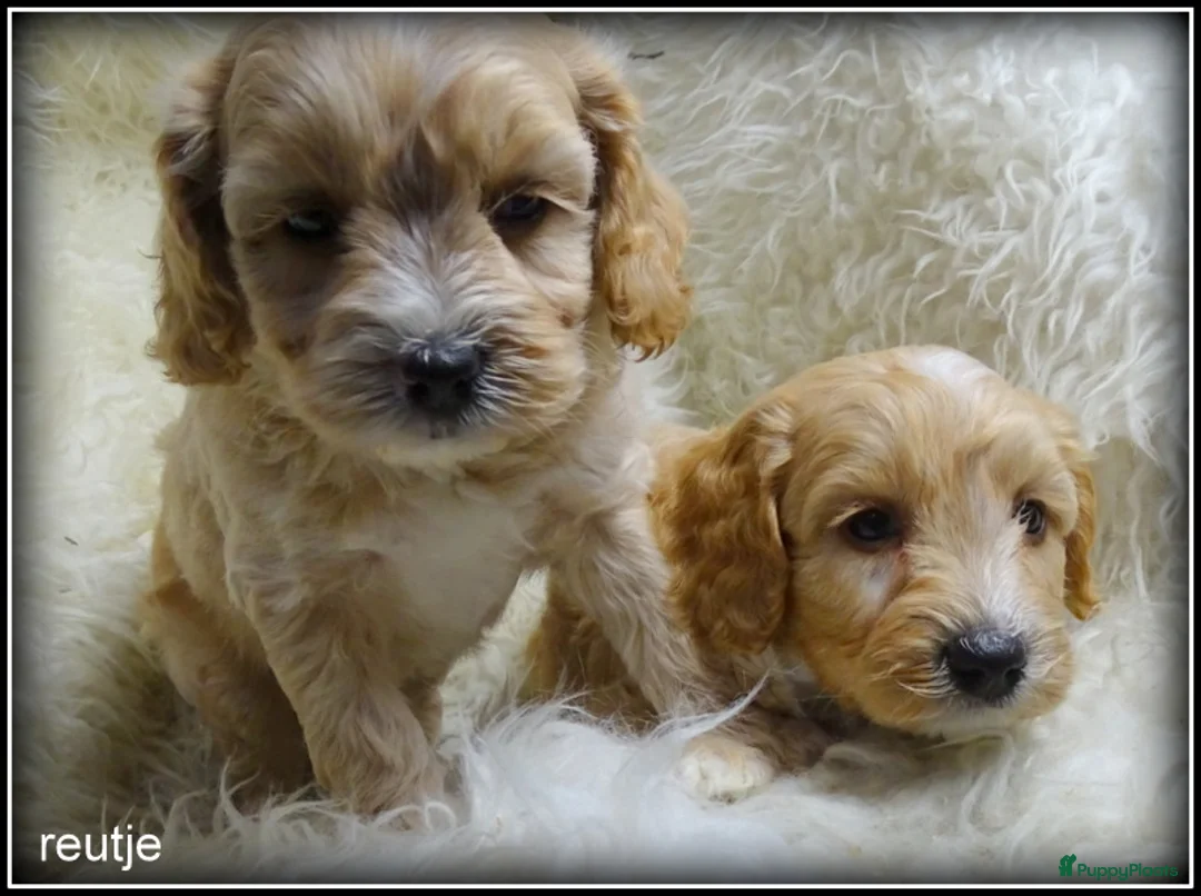 Maltipoo honden te koop: Maltipoo F1b pup reutje - Advertentie 13