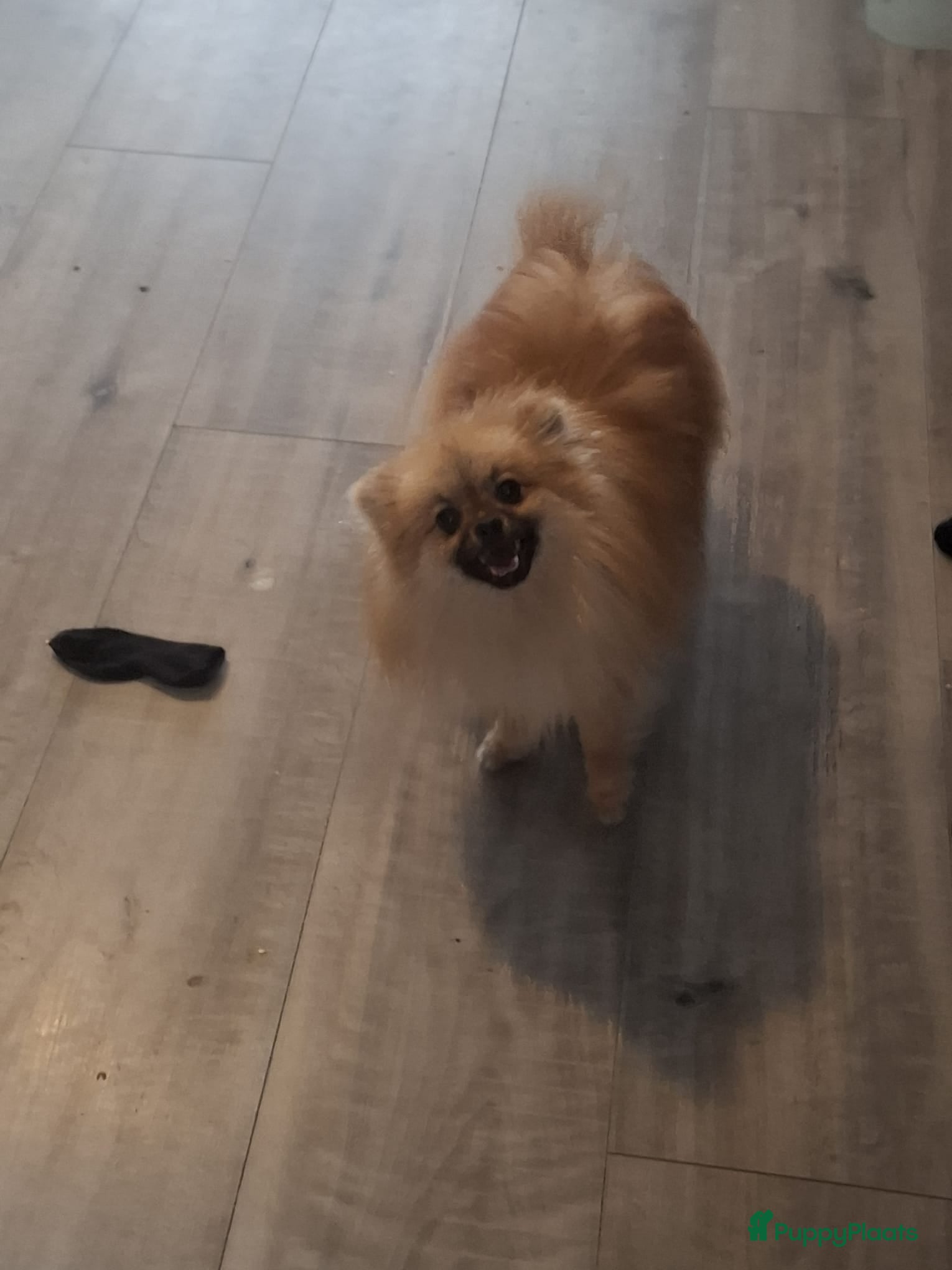 Pomeriaan honden Pomeriaan reutje  - Advertentie 1