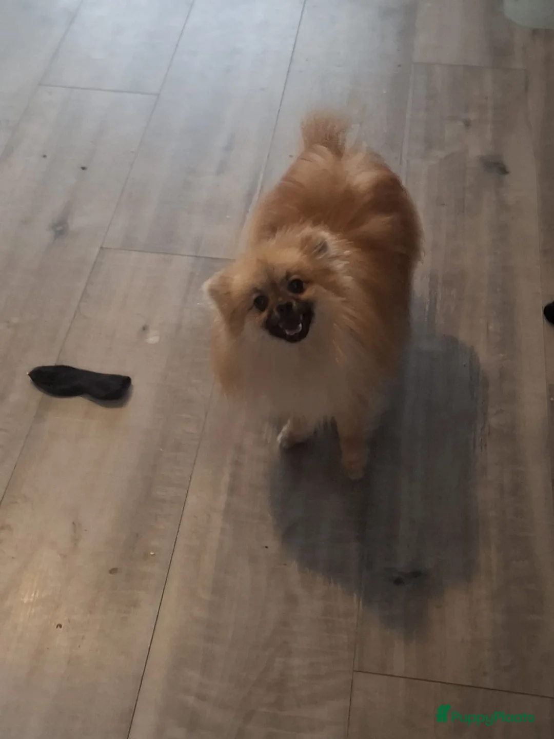 Pomeriaan honden te koop: Pomeriaan reutje  - Advertentie 1