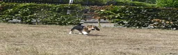 Beagle honden te koop: Prachtige Beagle pups met stamboom ! - Advertentie 15