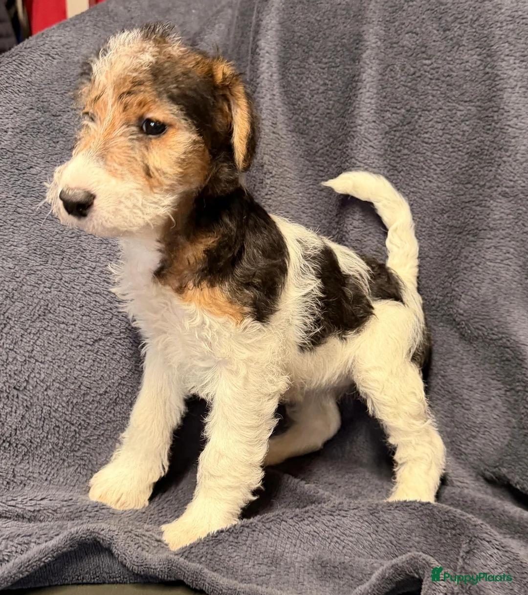 Fox Terriër Draadhaar honden te koop: Fox terriër Draadhaar pups te koop - Advertentie 2