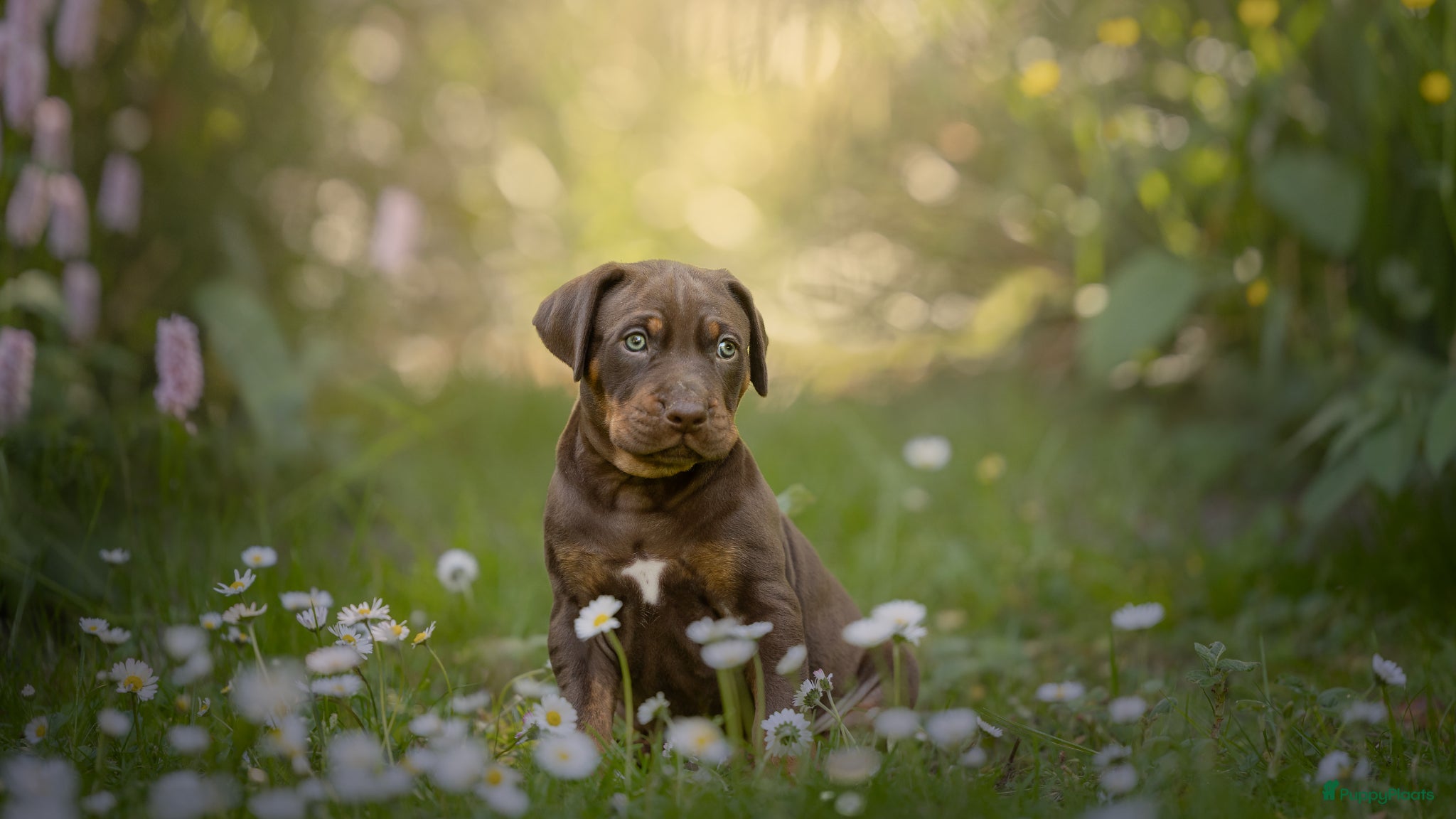 Overig honden Unieke raszuivere catahoula pups - Advertentie 1