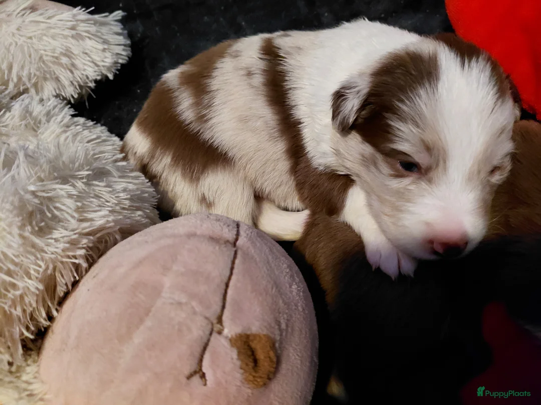 Border Collie honden te koop: Bordercollie pups  - Advertentie 10
