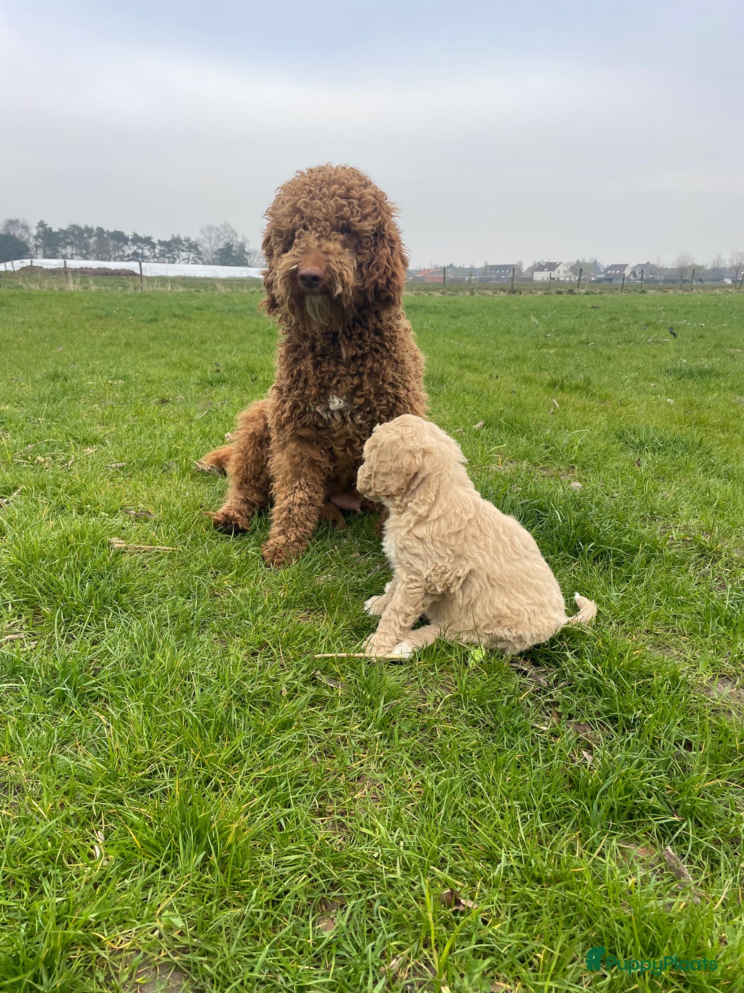 Labradoodle honden te koop: Mooie mini Labradoodle pups - Advertentie 7