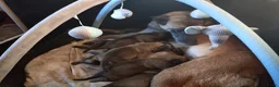 Mechelse Herder honden te koop: Super mooie mechelse herder pups  - Advertentie 1