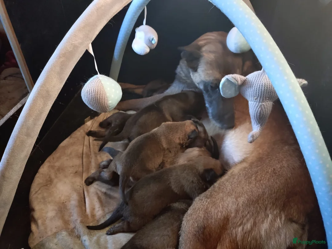 Mechelse Herder honden te koop: Super mooie mechelse herder pups  - Advertentie 1