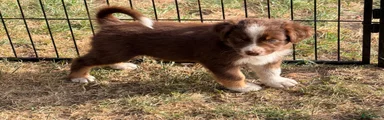 Australian Shepherd 9