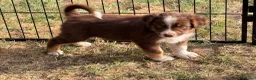 Australian Shepherd honden te koop: Mooie Australian Shepherd pups - Advertentie 13