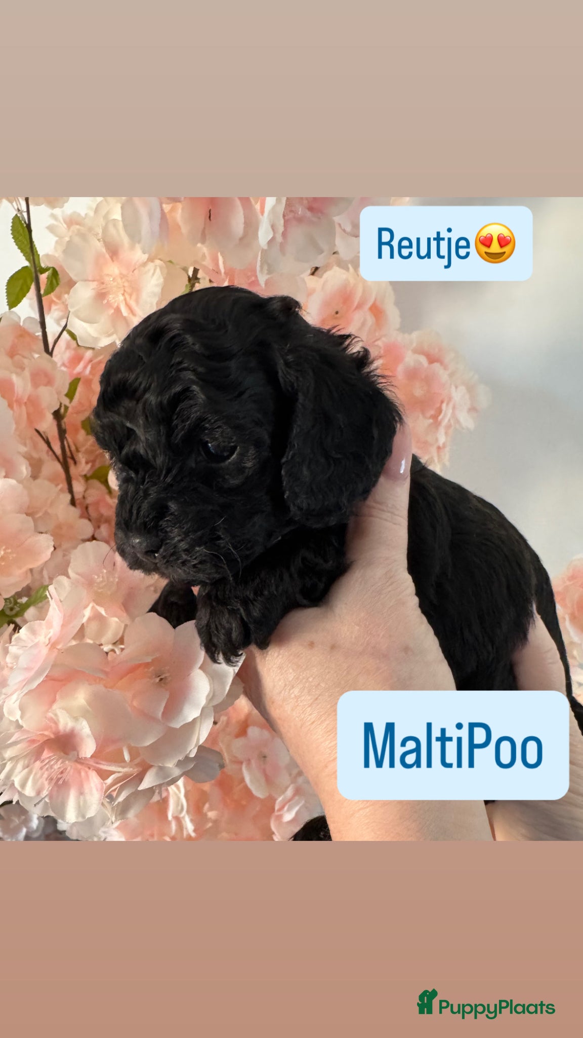 Maltipoo honden Geweldige MaltiPoo’s 🥰 Choco/Zwart - Advertentie 2
