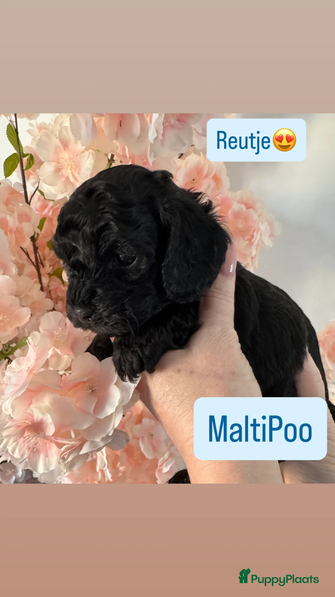 Maltipoo honden te koop: Geweldige MaltiPoo’s 🥰 Choco/Zwart - Advertentie 2
