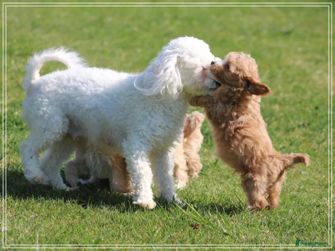 Maltipoo honden te koop: Lieve Maltipoo pups - Advertentie 2