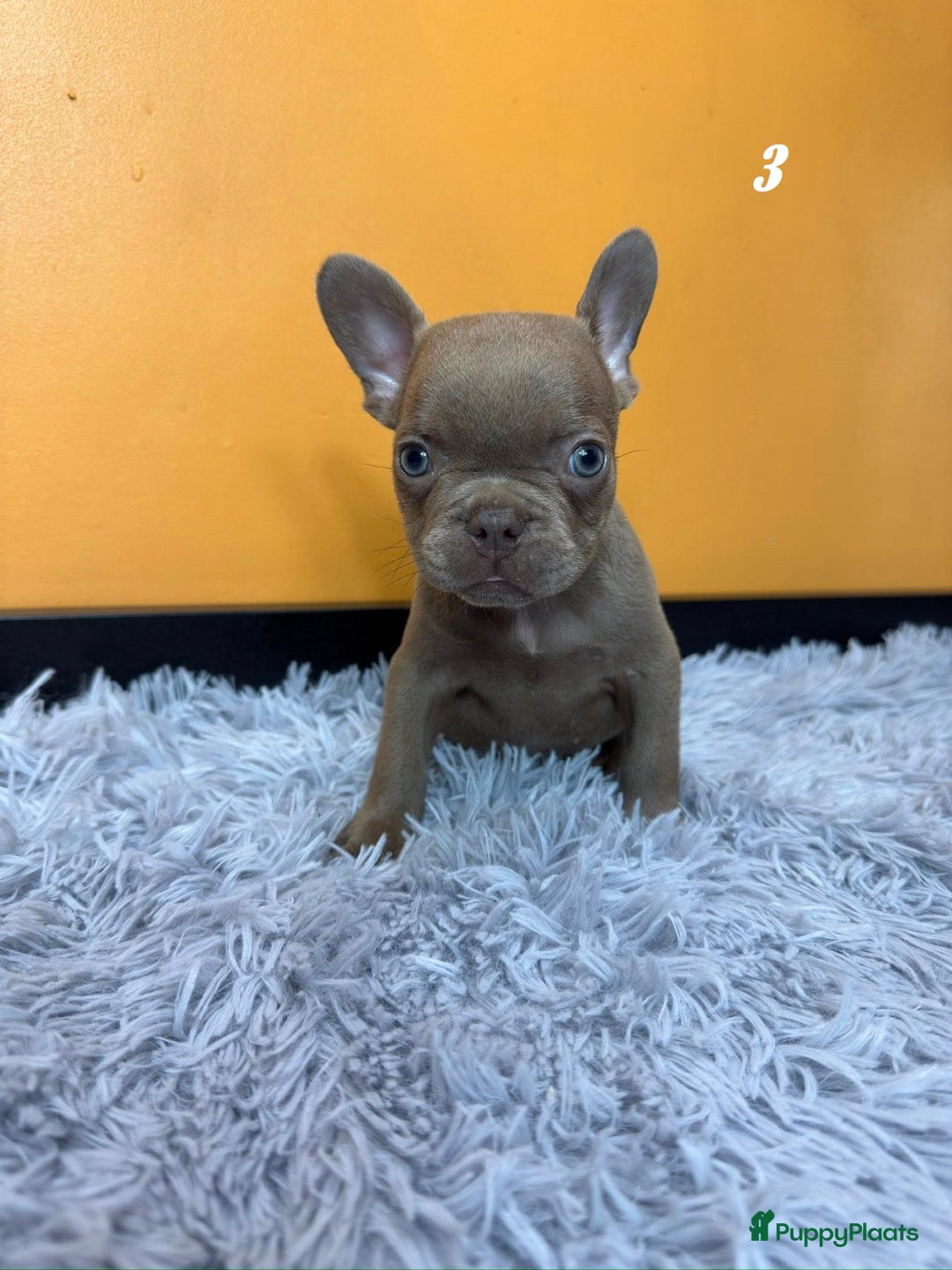 Franse Bulldog honden te koop: Franse bulldog pups - Advertentie 8