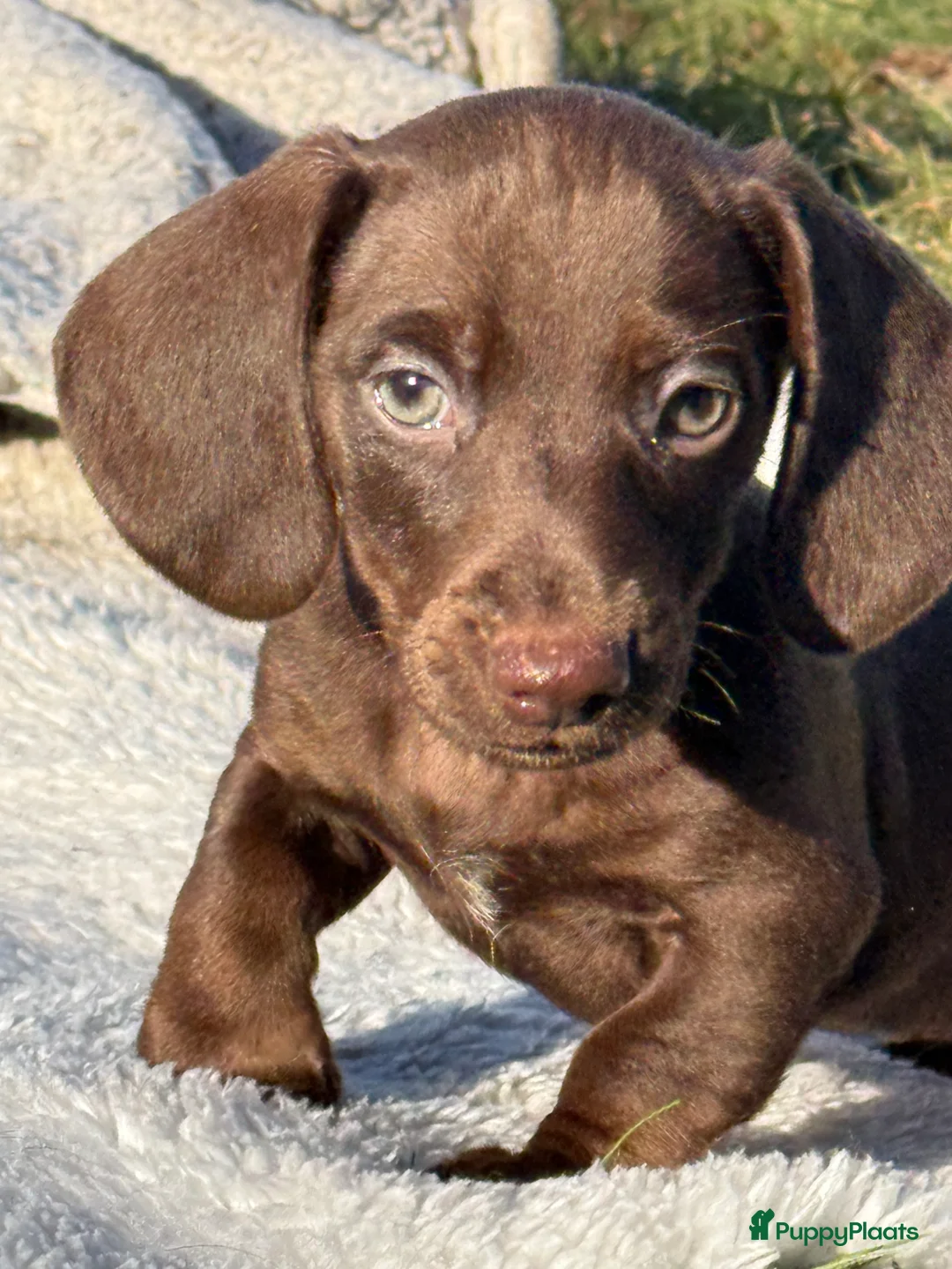 Teckel (korthaar)  honden te koop: Dwergteckel  puppies  - Advertentie 2