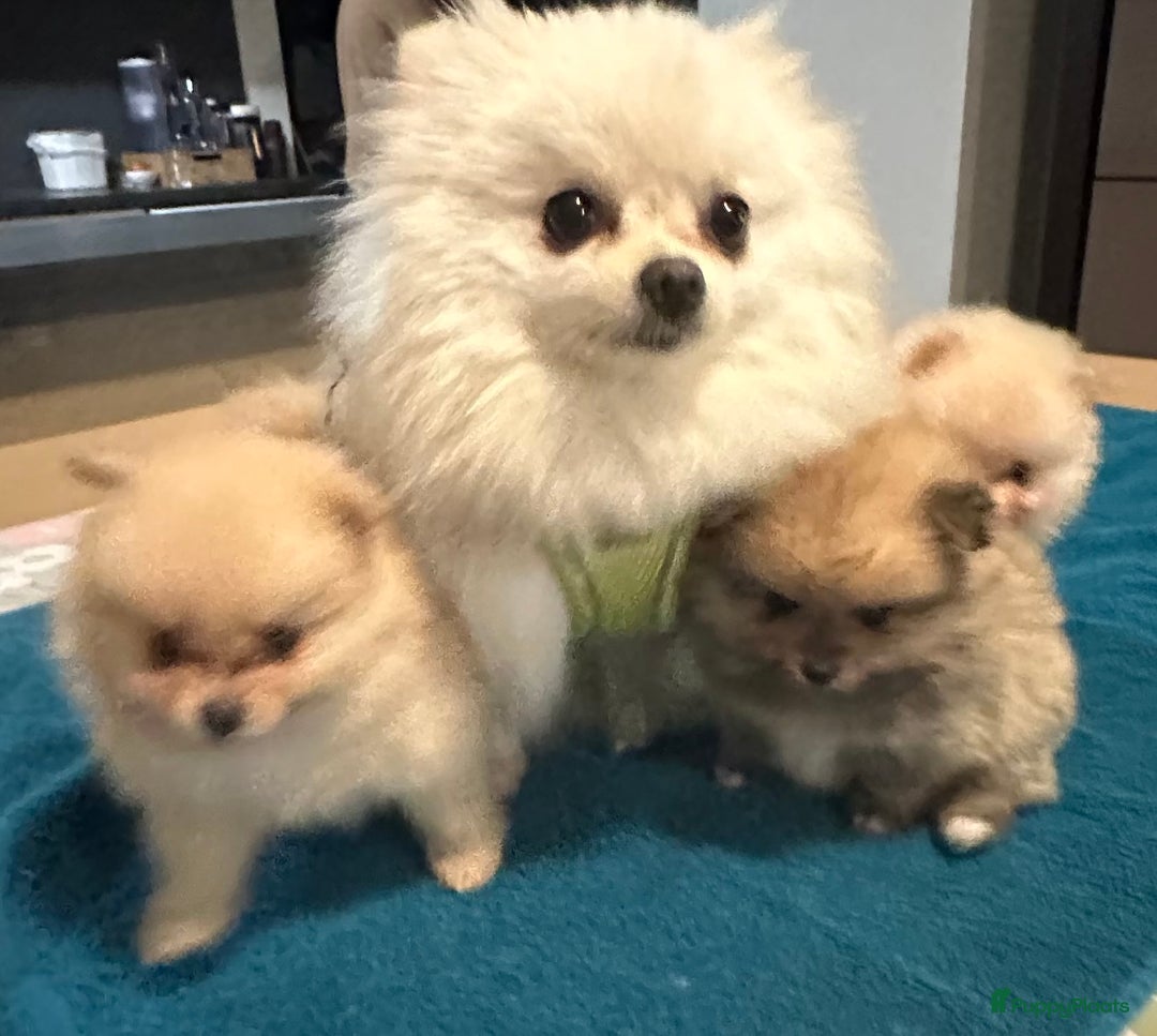 Pomeriaan honden te koop: Pomeriaan puppy’s  - Advertentie 4