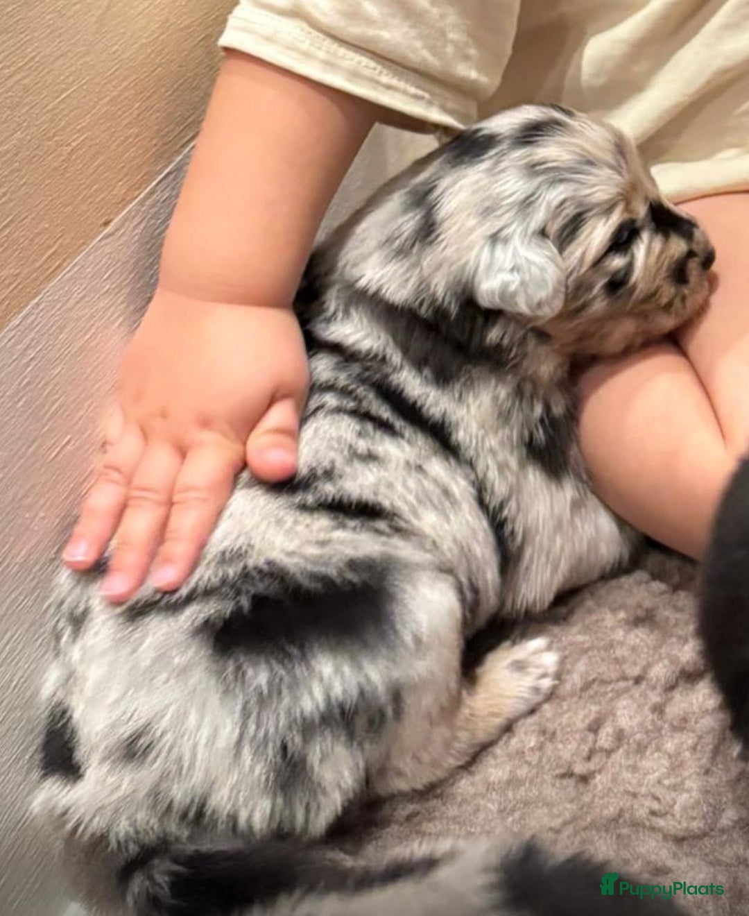 Australian Shepherd honden te koop: Prachtig en gezond nestje Australian Shepherds  - Advertentie 6