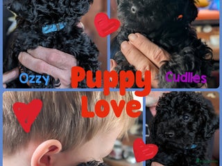 Poedel Toy honden Poedel Toy raszuivere toypoedeltjes - Advertentie 9