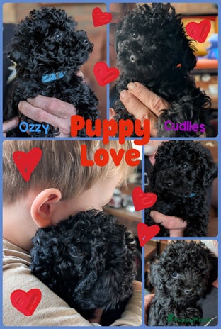 Poedel Toy honden - Advertentie 2