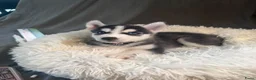 Siberische Husky honden te koop: Lieve Siberische puppies - Advertentie 12