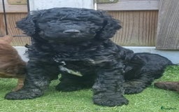 Australian Labradoodle honden te koop: Puppy's op zoek naar baasje - Afbeelding 1