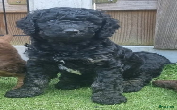 Australian Labradoodle honden - Advertentie 3
