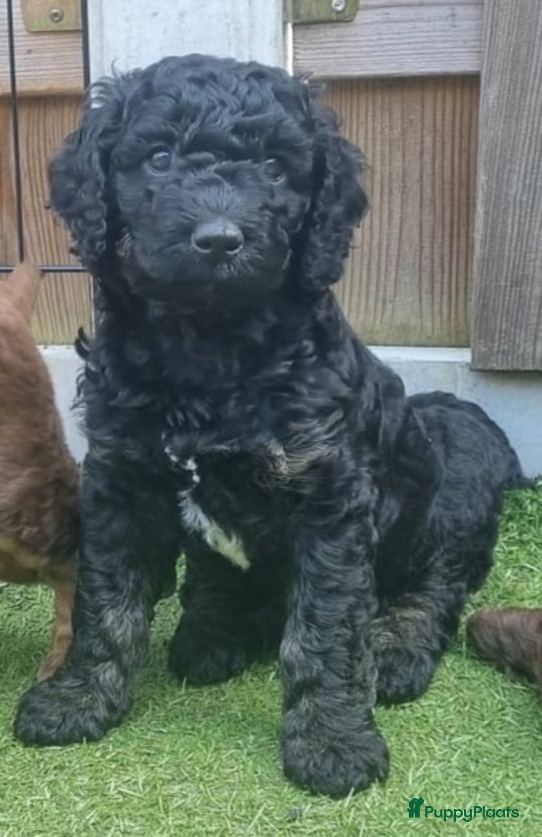 Australian Labradoodle honden te koop: Puppy's op zoek naar baasje - Afbeelding 1