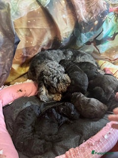 Australian Labradoodle honden Te koop mini Australian LAbradoodles - Advertentie 1