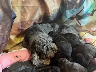 Australian Labradoodle honden Te koop mini Australian LAbradoodles - Advertentie 1