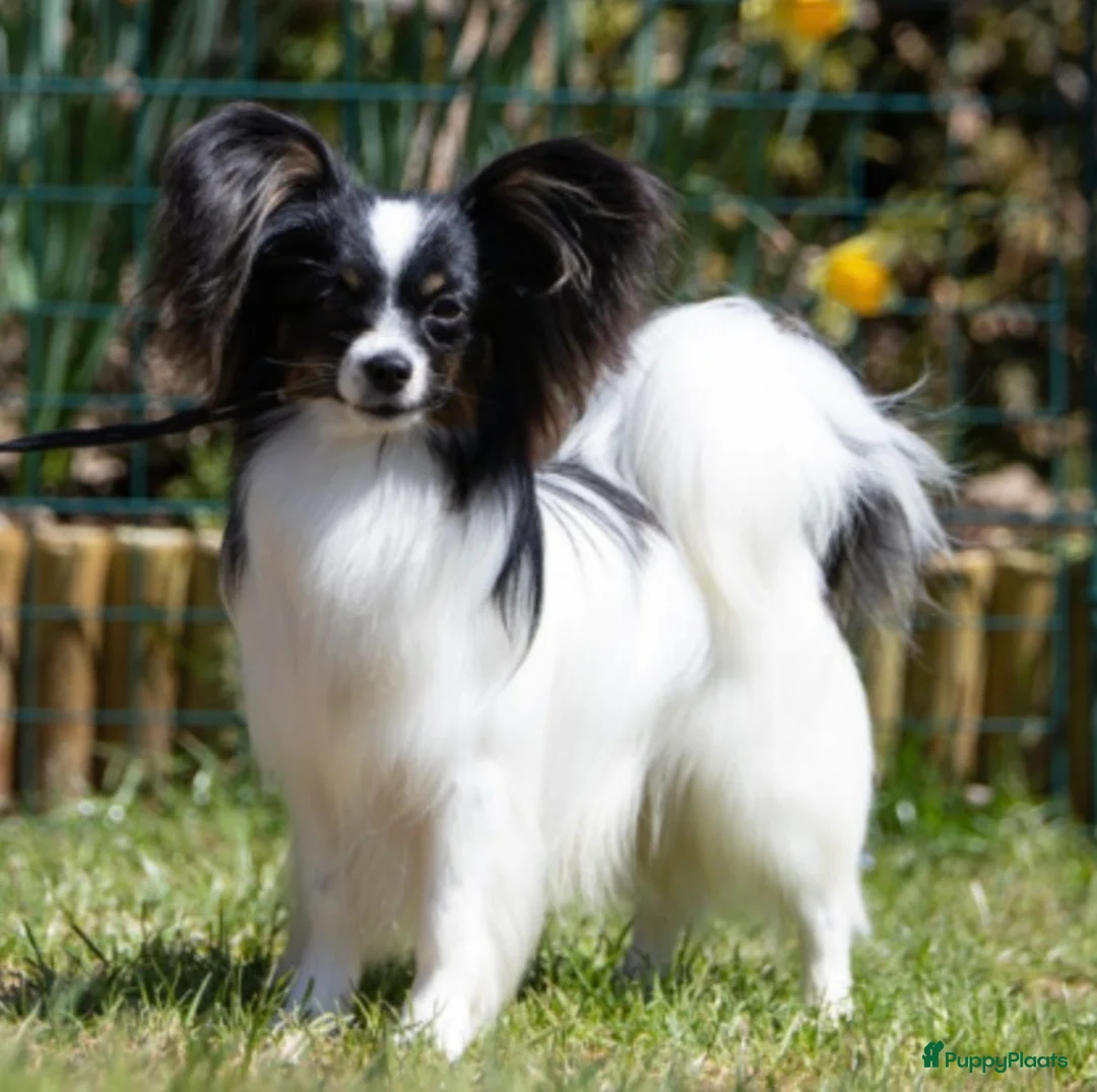 Vlinderhondje honden ter dekking: Nest verwacht eind februari met vlinderpups - Advertentie 3