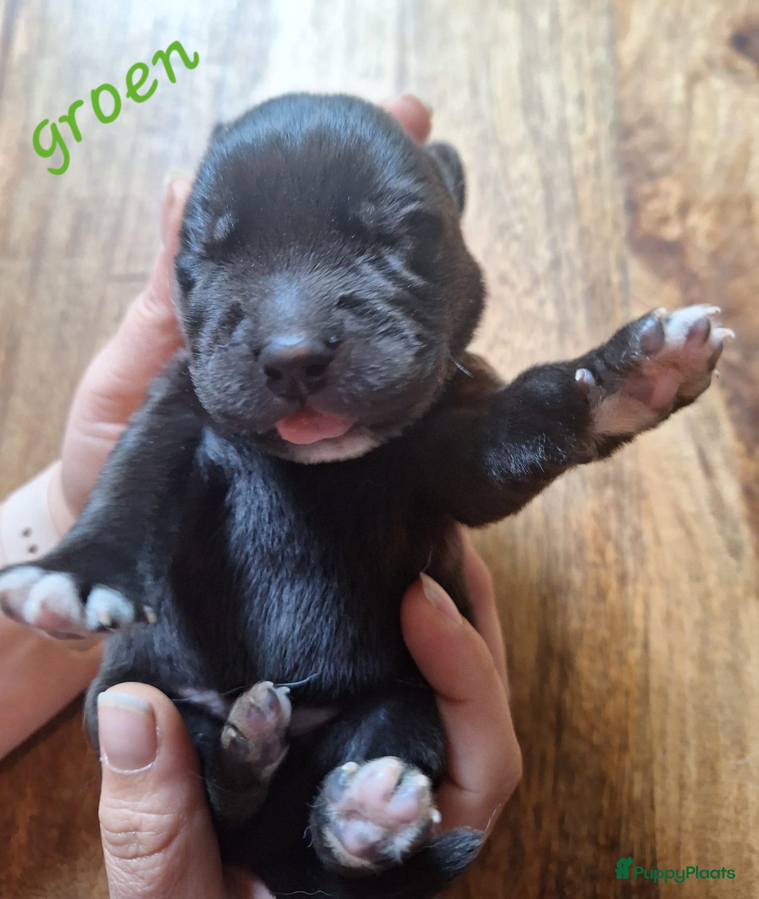 Kruising honden te koop: Labrakita pups (Labrador x Akita) Loyaal & speels - Advertentie 36