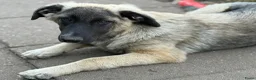 Anatolische Herdershond honden ter adoptie: Diesel - Advertentie 5
