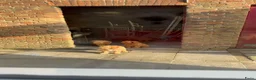 Australian Labradoodle honden te koop: Misschien zoekt dit Labradoodle pupje jou!  in Biervliet - Advertentie 11