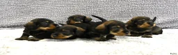 Ruwhaar Teckel honden te koop: Ruwhaar Dwerg/Kaninchen teckel pups met stamboom. - Advertentie 22