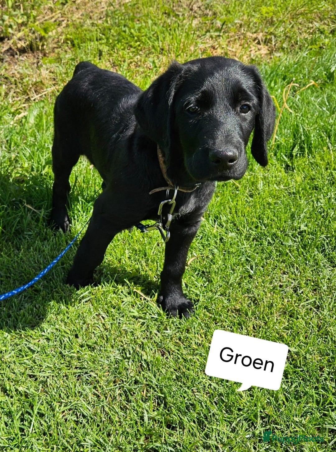 Labradoodle honden Wie wilt mij een eigen gouden mandje geven?? - Advertentie 4