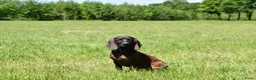 Kruising honden te koop: Bayerische gebirgssweishund - Advertentie 4