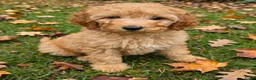 Labradoodle honden te koop: Labradoodle Onwijs mooie Teefjes Beschikbaar  - Advertentie 1