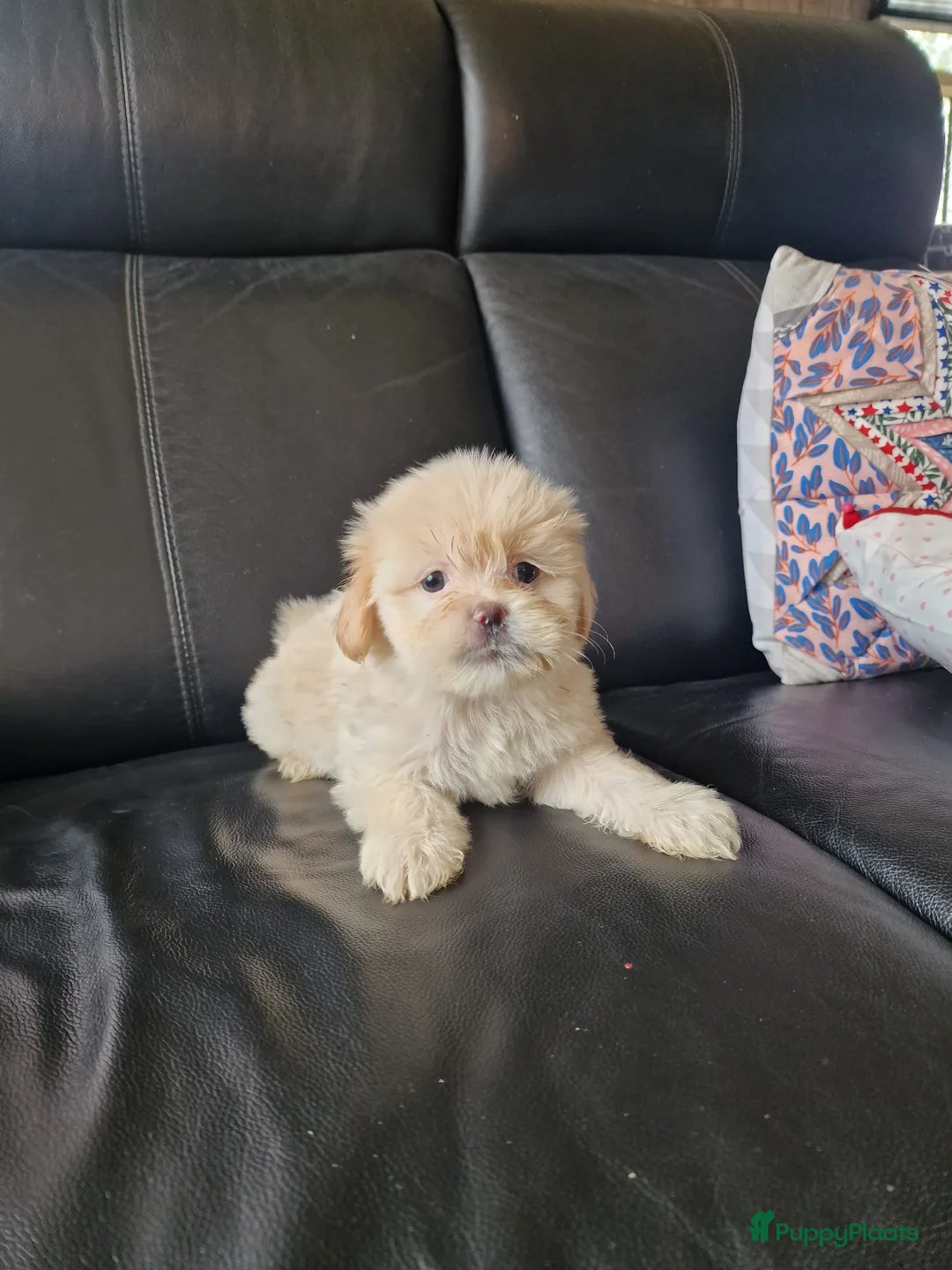 Boomer honden te koop: Mooi nestje boomer pups  - Advertentie 2