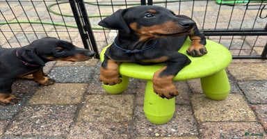 Dobermann honden - Advertentie 3