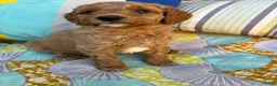 Australian Labradoodle honden te koop: Australian labradoodle reutjes beschikbaar  - Advertentie 9